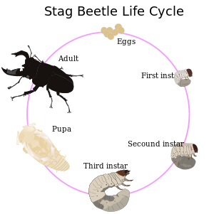 دورة حياة الخنفساء