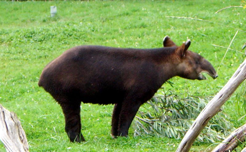 ملف:Mountain Tapir.jpg