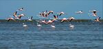 A group of Flamingos flying over Chilika Lake