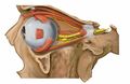 صورة تظهر الحجاج مع العين والأعصاب مرئية (الدهون حول العين مزالة).