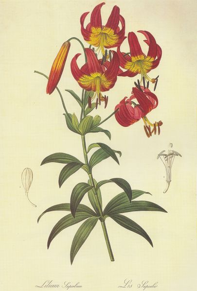 ملف:Lilium superbum (Lithographie, Pierre-Joseph Redoute).jpg