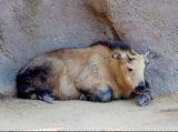 A Takin at the San Diego Zoo