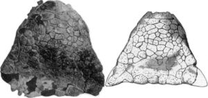 Photograph of dorsal view of fossilized skull next to sketch of the same