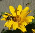 Bumblebee, Bombus sp. startles Agapostemon virescens. Madison, Wi