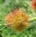 Rose bedeguar gall on a wild rose in summer.