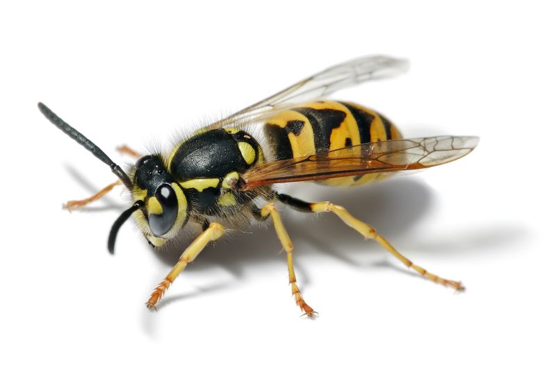 ملف:European wasp white bg.jpg