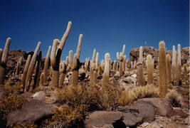 A part of the Incahuasi island inside the Salar featuring giant cacti