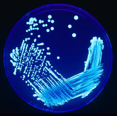 Legionella Plate 01.png