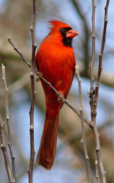 ملف:Northern Cardinal Male-27527-3.jpg