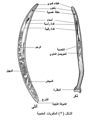 الديدان الحلقية هي ديدان اسطوانية الشكل مقسمة إلى حلقات