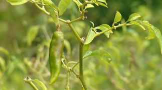 Immature chilies in the field