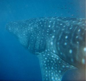 Underwater photograph of left side whale shark from behind showing many spots, faint stripes, and an extended triangular pectoral fin