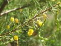 Acacia tetragonophylla Geelong Botanic Gardens, Victoria, Australia
