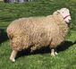 Coopworth sheep.jpg