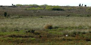 Grassland habitat on the road to Mezquital, Municipality of Matamoros, Tamaulipas, Mexico (March 2009)