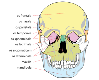 Human skull front bones.svg