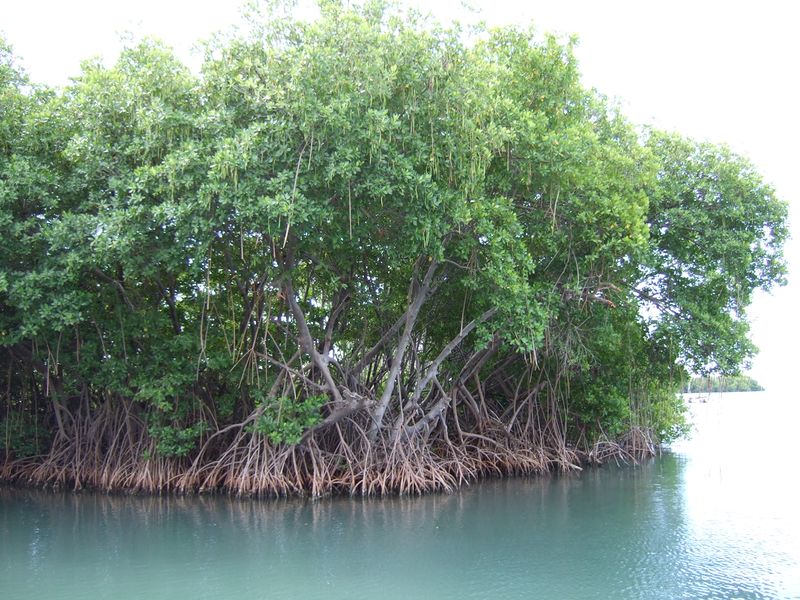ملف:Mangroves in Puerto Rico.JPG