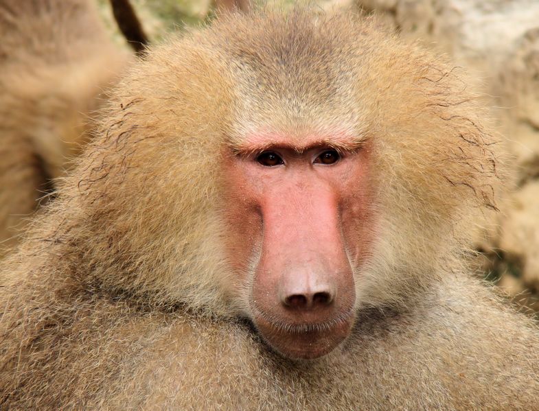ملف:Portrait Of A Baboon.jpg