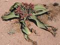 A Welwitschia mirabilis (female) in Namibia