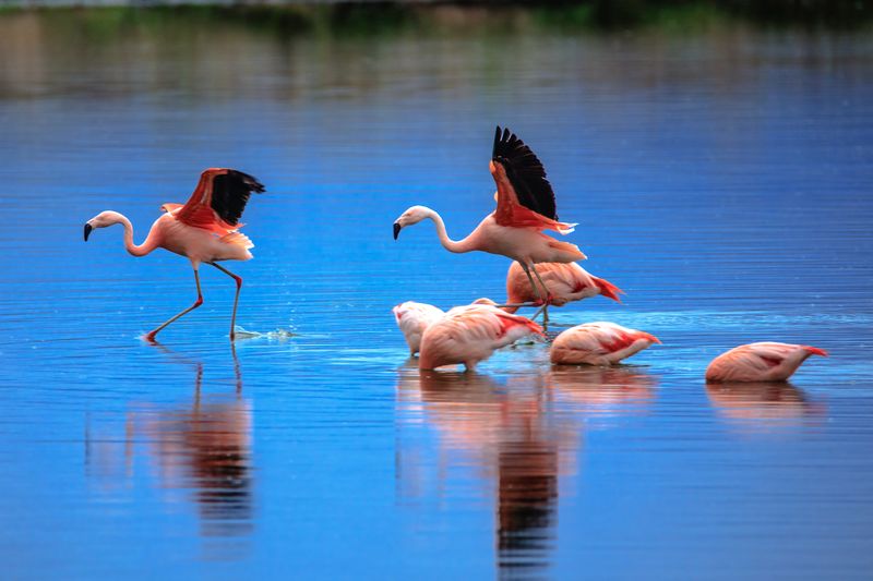 ملف:Wildlife in and around Reserva Laguna Nimez in El Calafate, Argentina - Chilaen Flamingo (Phoenicopterus chilensis) - (25068581522).jpg