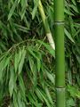 Bamboo stem and leaves, nodes are evident