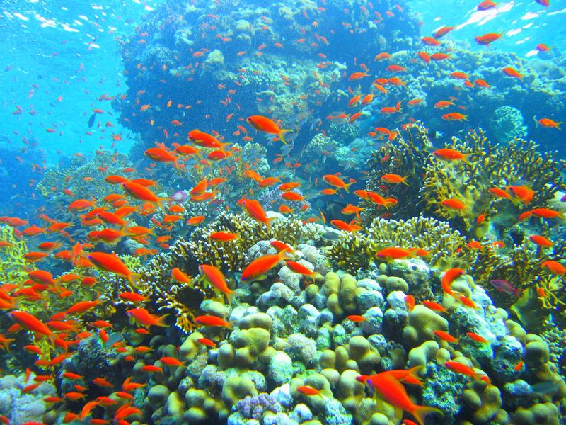 ملف:Coral reef in Ras Muhammad nature park (Iolanda reef).jpg