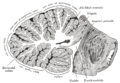 Sagittal section of the cerebellum, near the junction of the vermis with the hemisphere