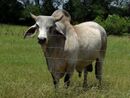 Gray Zebu Bull.jpg