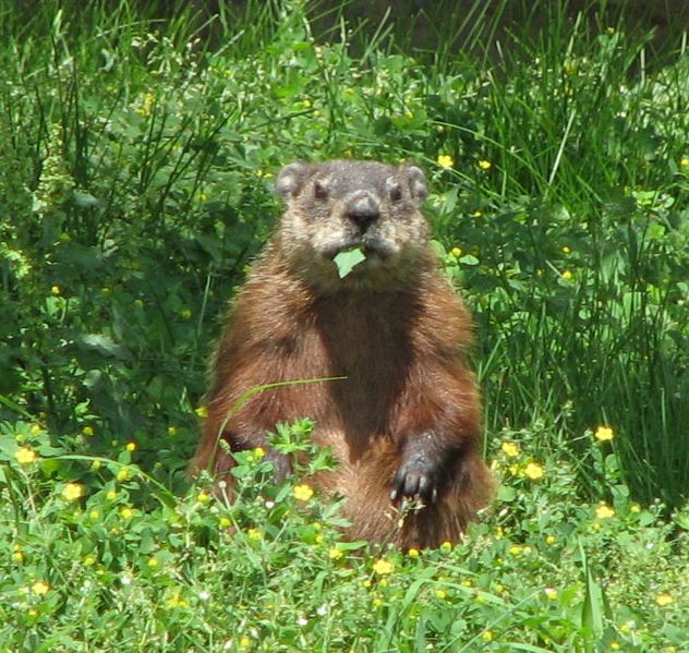 ملف:Groundhog, eating.jpg