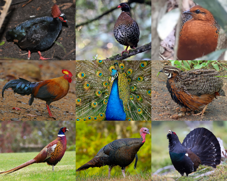 ملف:Phasianidae.png