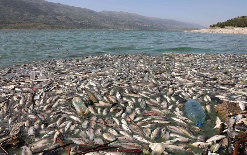 ملف:أسماك نافقة في بحيرة القرعون، نهر الليطاني، 30 أبريل 2021.jpg