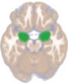 Dorsal view of the amygdalae in an average human brain