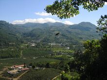 A coffee plantation in the Orosi Valley.