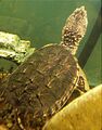 Two-year-old captive-raised snapping turtle from Pennsylvania