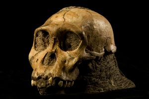 Australopithecus sediba.JPG
