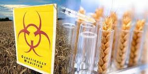 Genetically modified wheat.jpg
