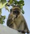القرد الأخضر، حامل فيروس نقص المناعة المكتسبة لدى القردة.