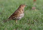 Song thrush by Phil McIver - small.jpg