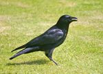 Carrion Crow (Corvus corone) - geograph.org.uk - 658585.jpg