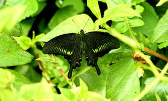 West Himalayan Common Peacock (Papilio bianor polyctor)