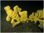 A yellow sea sponge in dark waters