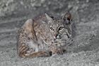Bobcat (Lynx rufus) California.jpg