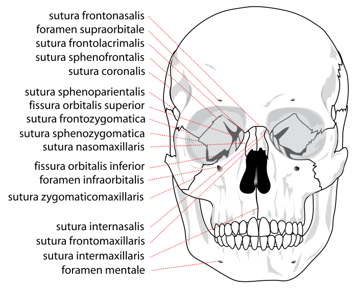 ملف:Human skull front suturas.svg
