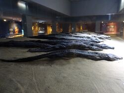 مجموعة من التماسيح المحنطة