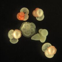Group of planktonic forams