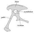 Saurischian pelvis structure (left side)