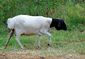 Sheep in Pretoria SA.jpg