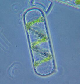 Figure 24. Spyrogira cell (detached from algal filament) under phase contrast