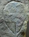 Stylised vulva stone, paleolithic