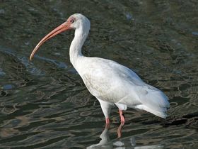 صورة معبرة عن الموضوع أبو منجل الأبيض الأمريكي